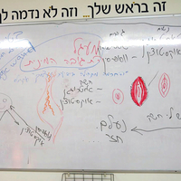 מעגל נשים