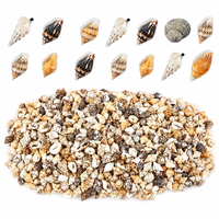 מארז צדפים טבעיים קטנים ליצירה ועיצוב – 600pcs Mini Natural Sea Shells Set