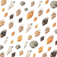 מארז צדפים טבעיים קטנים ליצירה ועיצוב – 600pcs Mini Natural Sea Shells Set