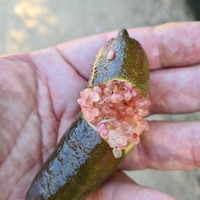 קוואיר ליים