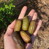 קוואיר ליים