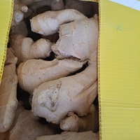 ג'ינג'ר תאילנדי