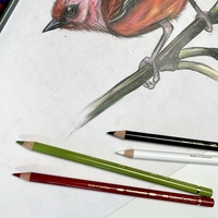 סט עפרונות 36 גוונים של חברת Faber Castell מסוג Polychromos