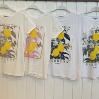 טישרט בוטיניקה