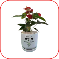 עציץ בהקדשה אישית