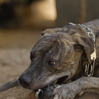 Tonka Tri-Stack Feeder
