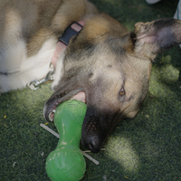 עצם ריחנית  במיוחד בטעם בשר