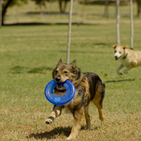 🥏 Nerf Dog פריזבי – להעיף את הכיף לשמיים! 🥏 Nerf Dog פריזבי – להעיף את הכיף לשמיים!