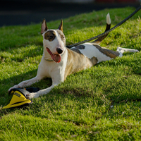 Tonka Tough Infinity Tug – למשחקי משיכה ולעיסה Tonka Tough Infinity Tug – למשחקי משיכה ולעיסה