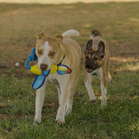 ברווז מעופף - NERF - launching duck ברווז מעופף - NERF - launching duck