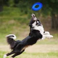 🥏 Nerf Dog פריזבי – להעיף את הכיף לשמיים!