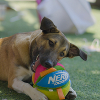 כדור רצועות ומרקמים צבעוני NERF כדור רצועות ומרקמים צבעוני NERF