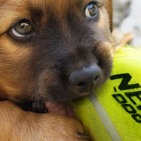 רובה NERF משחק כדורי טניס צבעוניים רובה NERF משחק כדורי טניס צבעוניים