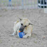 כדור פוטבול דנטלי
