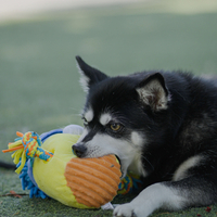 🐾 Hasbro Play-Doh T-Shirt Rope Tug Dog Toy – צעצוע משיכה hasbro 🐾 Hasbro Play-Doh T-Shirt Rope Tug Dog Toy – צעצוע משיכה hasbro