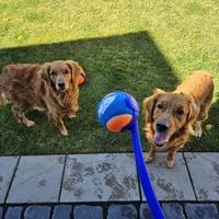 Nerf Dog Air Strike Thrower – זריקות מדויקות, משחק אינסופי!