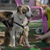 עצם ריחנית  במיוחד בטעם בשר
