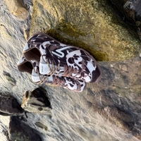 REPLAY - סניקרס לנשים COUNTRY ONE בהדפס מנומר חום