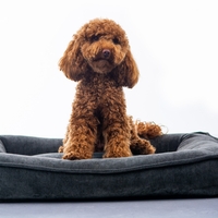 MAIKA - מיטת LUNA