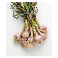 שום ירוק | לפי 1 קילו