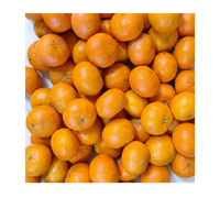 קלמנטינה אור | לפי 1 קילו