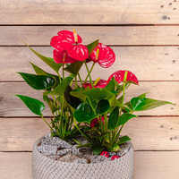 Anthurium in pot