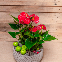Anthurium in pot