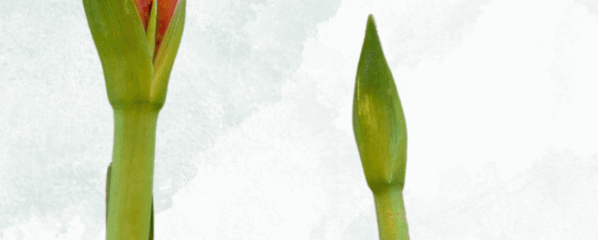 מארזי שי פורחים לט״ו בשבט