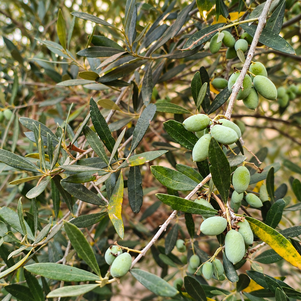 ענפי עץ זית הנושאים זיתים ירוקים