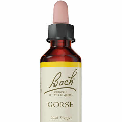 באך - תמצית גורס מס' 13 Bach Gorse