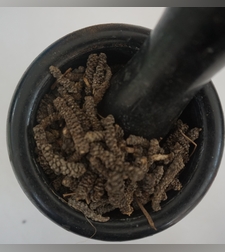 פלפל ארוך-(סבאת קמם) ሰባት ቅመም