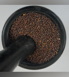 זרעי כרוב הקרינית(חרדל)- (גֹמֶנזֶר)ጎመንዘር