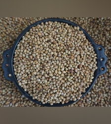 זרעי גד השדה (כֻּסְבֻּרָה) - (דְמְבְּלַל)ድምብላል