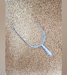 גרגרנית החילבה- (אבש)አቭሽ