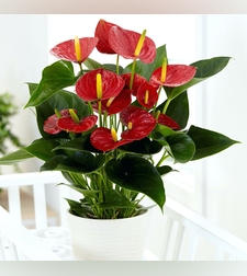 אנטוריום גדול