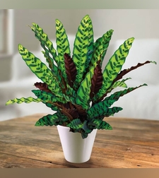 Calathea with pot