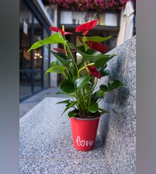 אנטוריום קטן בכלי פלסטיק