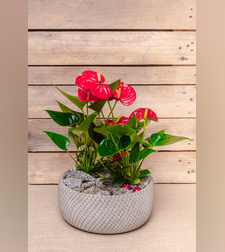 Anthurium in pot