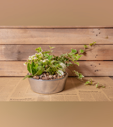 קוקטייל עציצים לבית בכלי 