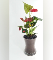 Anthurium in glass vase