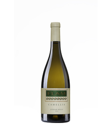 פלם קמליה בלאן 