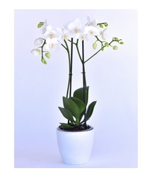 סחלב לבן שני ענפים