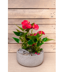 Anthurium in pot