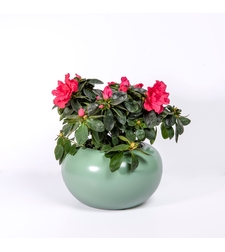 Azalea in a Variety of Colors-Flowerpot Included