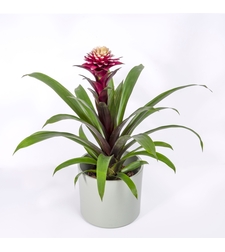 A Variety of Guzmania-Medium