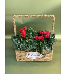 Two Cyclamen Plants in a Basket