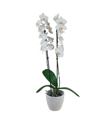 Phalaenopsis orchid with two branches with pot