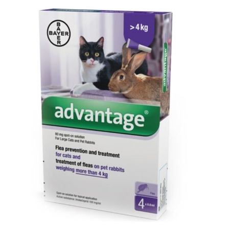 אדוונטג' חתול מעל 4 קילו