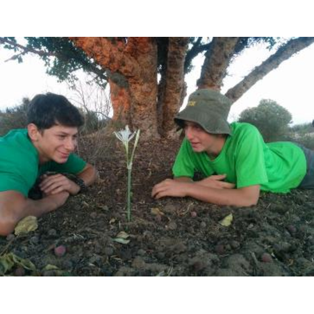 משוטטים סוכות
