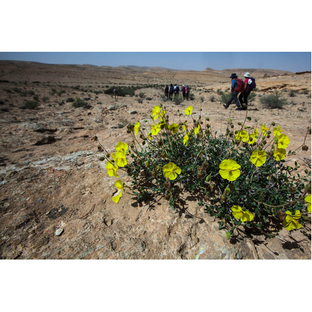 השתלמות מס' 497 - 24/02/2022 -  צומח הנגב - הגר לשנר 